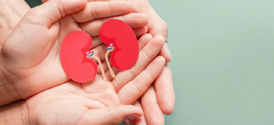 Mãos a segurar um modelo anatómico de rins vermelhos, simbolizando saúde e cuidado renal.