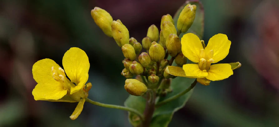 Flores amarelas em destaque, evocando a pureza dos ingredientes naturais e a ligação ao bem-estar de origem vegetal.
