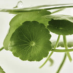 Sérum Iluminador Centella + Vita C 30ml Beauty of Joseon
