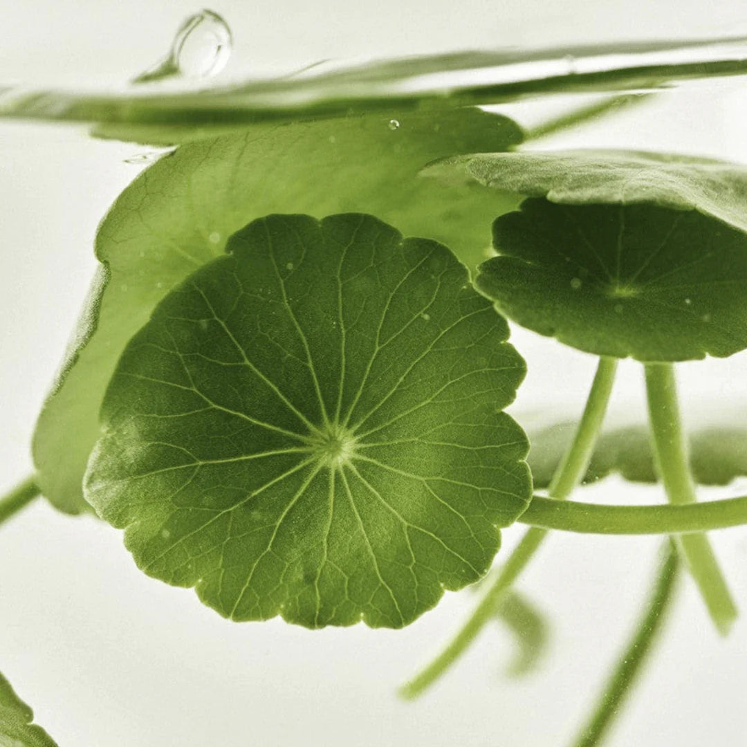 Sérum Iluminador Centella + Vita C 30ml Beauty of Joseon