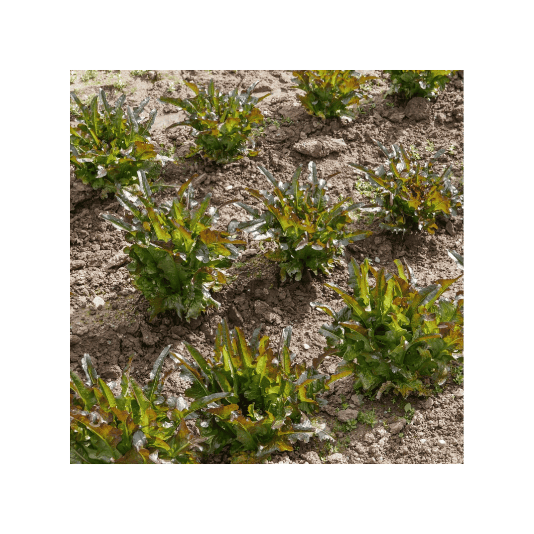 Paquete de semillas de lechuga Cocarde de 1 g de Sementes Vivas, ideal para el cultivo ecológico de lechuga con hojas de color verde oscuro y bordes rojizos.