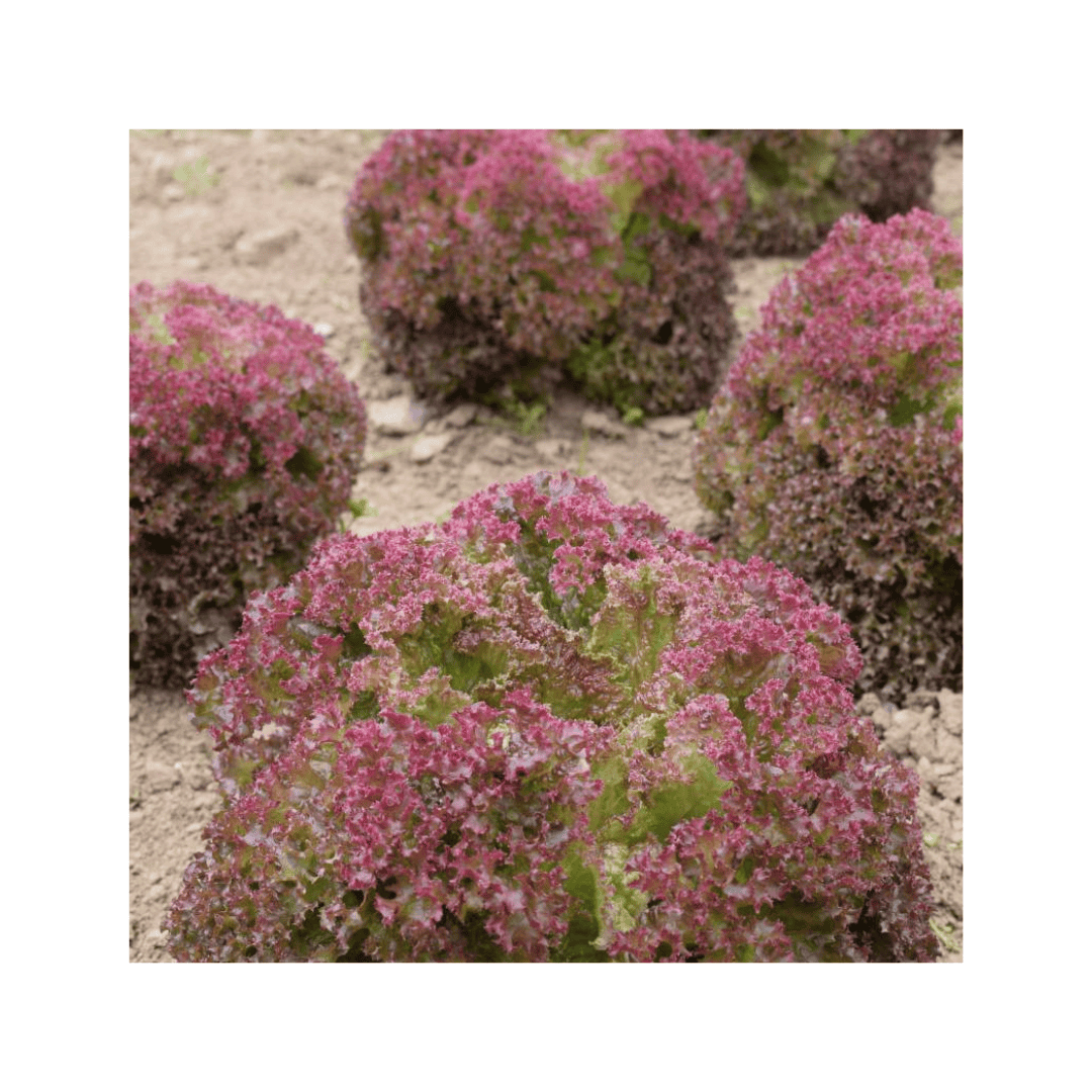 Cabeça de alface Lollo Rossa com folhas frisadas roxas e verdes, variedade orgânica da marca Sementes Vivas.