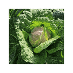 Sementes de Couve S. Michele em embalagem de 1g da marca Sementes Vivas, ideal para cultivo biológico.