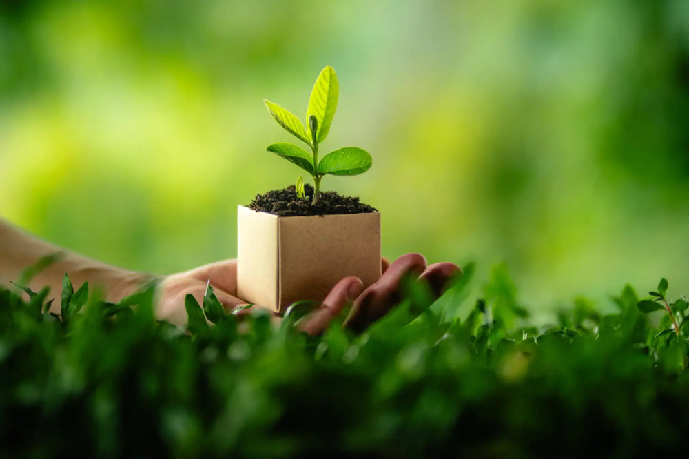 Caixa sustentável pousada numa mão, num cenário com relva e natureza.
